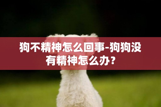 狗不精神怎么回事-狗狗沒有精神怎么辦？
