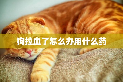 狗拉血了怎么辦用什么藥
