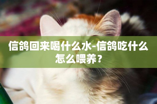 信鴿回來喝什么水-信鴿吃什么怎么喂養？