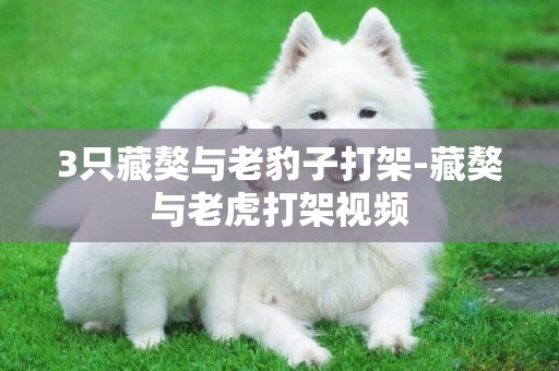 3只藏獒與老豹子打架-藏獒與老虎打架視頻