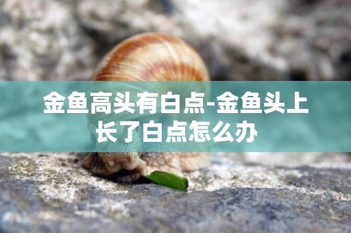 金魚高頭有白點-金魚頭上長了白點怎么辦