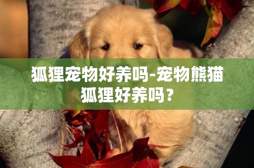 狐貍寵物好養嗎-寵物熊貓狐貍好養嗎？