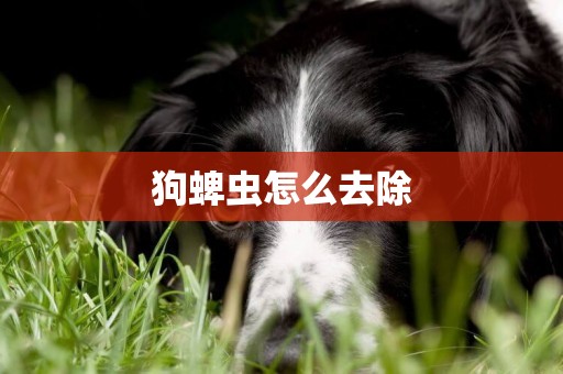 狗蜱蟲怎么去除