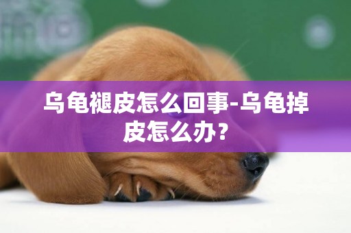 烏龜褪皮怎么回事-烏龜掉皮怎么辦？