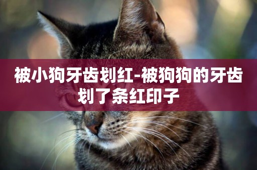 被小狗牙齒劃紅-被狗狗的牙齒劃了條紅印子
