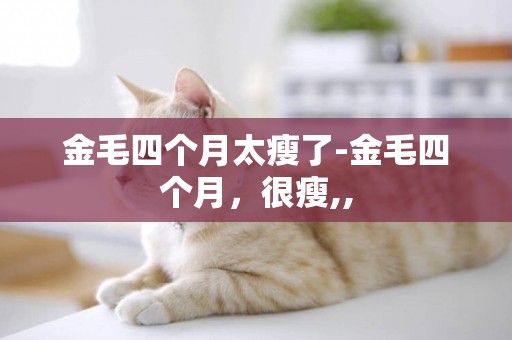 金毛四個月太瘦了-金毛四個月，很瘦,,