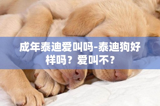 成年泰迪愛叫嗎-泰迪狗好樣嗎？愛叫不？