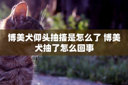 博美犬仰頭抽搐是怎么了 博美犬抽了怎么回事