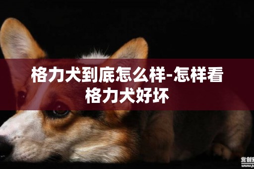 格力犬到底怎么樣-怎樣看格力犬好壞