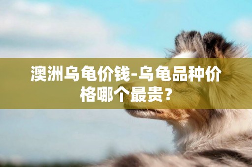 澳洲烏龜價錢-烏龜品種價格哪個最貴？