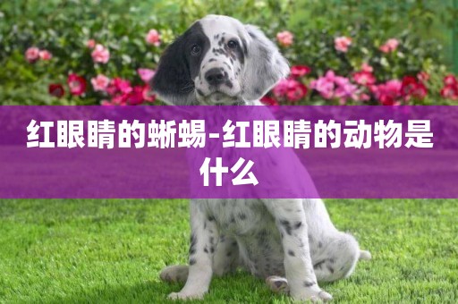 紅眼睛的蜥蜴-紅眼睛的動物是什么