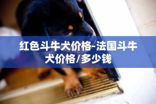 紅色斗牛犬價格-法國斗牛犬價格/多少錢