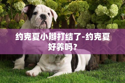 約克夏小辮打結了-約克夏好養嗎？