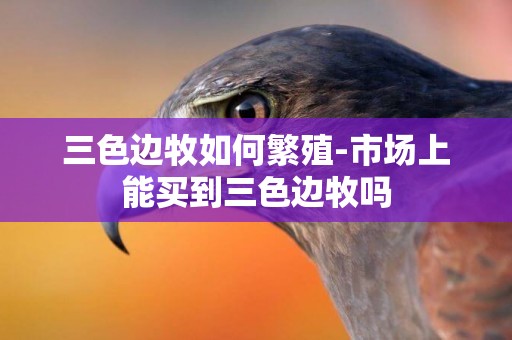 三色邊牧如何繁殖-市場上能買到三色邊牧嗎