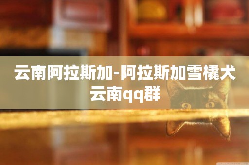 云南阿拉斯加-阿拉斯加雪橇犬云南qq群