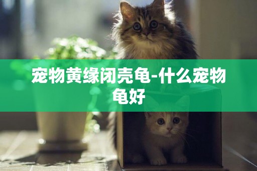 寵物黃緣閉殼龜-什么寵物龜好