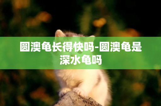 圓澳龜長得快嗎-圓澳龜是深水龜嗎