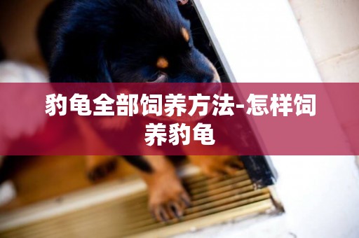 豹龜全部飼養方法-怎樣飼養豹龜