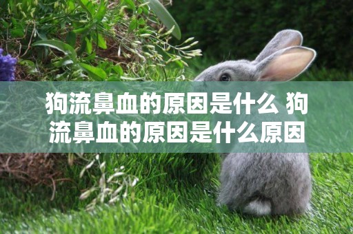 狗流鼻血的原因是什么 狗流鼻血的原因是什么原因