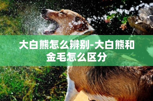 大白熊怎么辨別-大白熊和金毛怎么區分