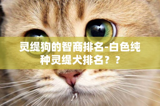 靈緹狗的智商排名-白色純種靈緹犬排名？？