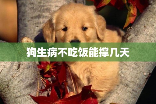 狗生病不吃飯能撐幾天
