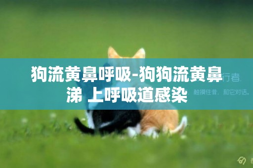 狗流黃鼻呼吸-狗狗流黃鼻涕 上呼吸道感染