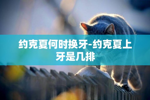 約克夏何時換牙-約克夏上牙是幾排