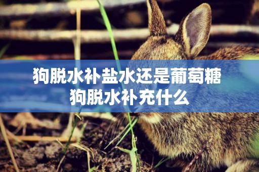 狗脫水補鹽水還是葡萄糖 狗脫水補充什么