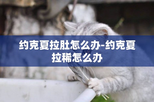 約克夏拉肚怎么辦-約克夏拉稀怎么辦