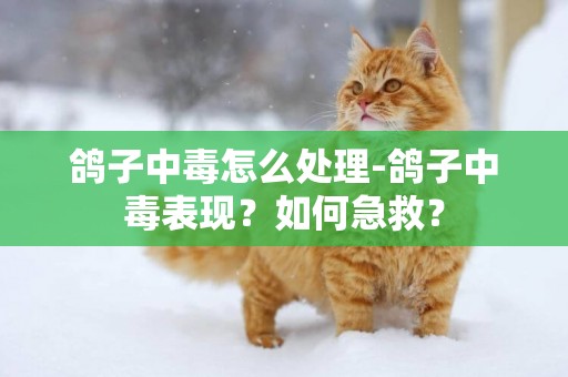 鴿子中毒怎么處理-鴿子中毒表現？如何急救？