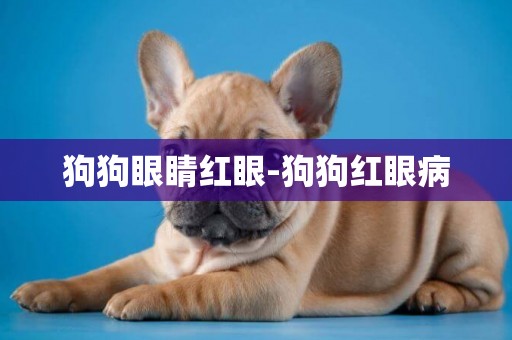狗狗眼睛紅眼-狗狗紅眼病