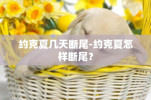 約克夏幾天斷尾-約克夏怎樣斷尾？
