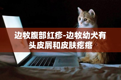 邊牧腹部紅疹-邊牧幼犬有頭皮屑和皮膚疙瘩