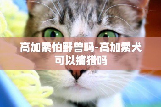 高加索怕野獸嗎-高加索犬可以捕獵嗎