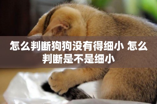 怎么判斷狗狗沒有得細小 怎么判斷是不是細小