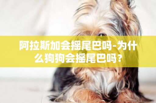 阿拉斯加會搖尾巴嗎-為什么狗狗會搖尾巴嗎？