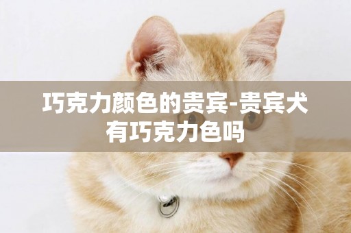 巧克力顏色的貴賓-貴賓犬有巧克力色嗎