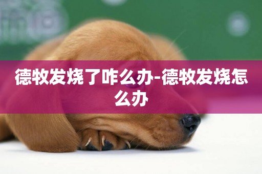 德牧發燒了咋么辦-德牧發燒怎么辦