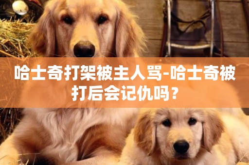 哈士奇打架被主人罵-哈士奇被打后會記仇嗎？