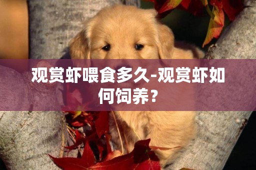 觀賞蝦喂食多久-觀賞蝦如何飼養？