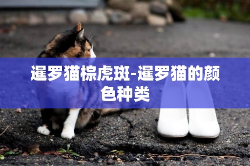 暹羅貓棕虎斑-暹羅貓的顏色種類