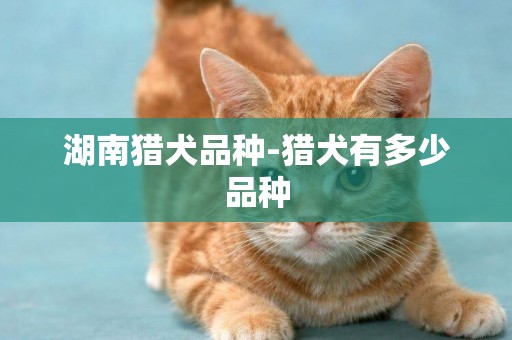 湖南獵犬品種-獵犬有多少品種