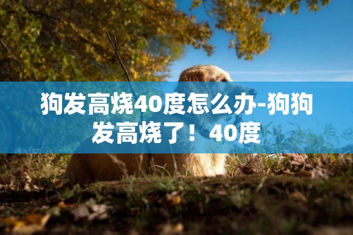 狗發高燒40度怎么辦-狗狗發高燒了！40度