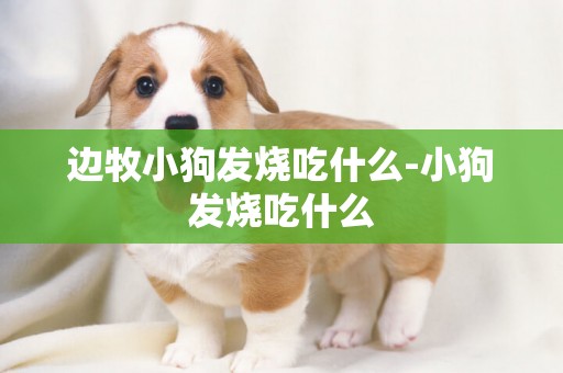 邊牧小狗發燒吃什么-小狗發燒吃什么