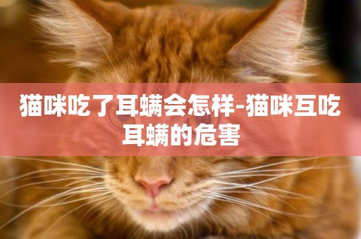 貓咪吃了耳螨會怎樣-貓咪互吃耳螨的危害