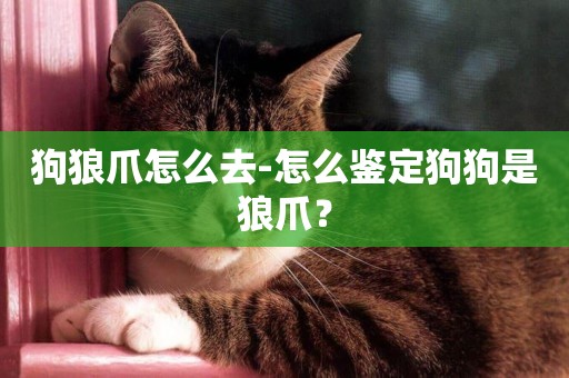 狗狼爪怎么去-怎么鑒定狗狗是狼爪？