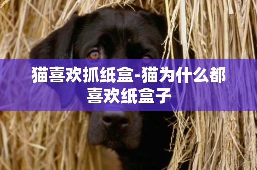 貓喜歡抓紙盒-貓為什么都喜歡紙盒子