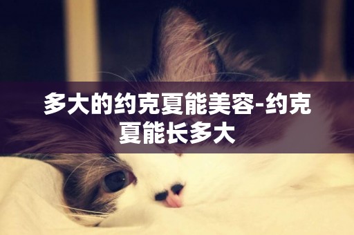 多大的約克夏能美容-約克夏能長多大