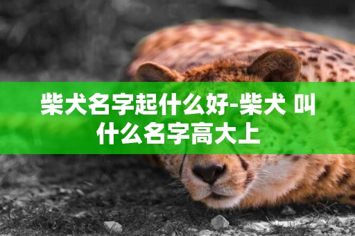 柴犬名字起什么好-柴犬 叫什么名字高大上